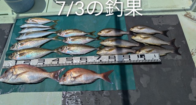 マダイ・マアジ・イサキ