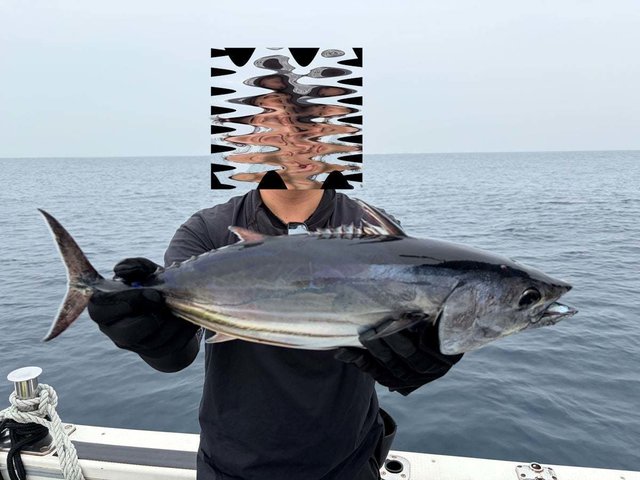 カツオ