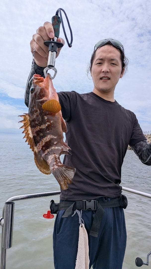 アコウ(キジハタ)