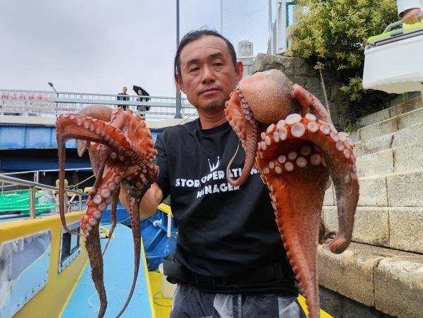 マダコ