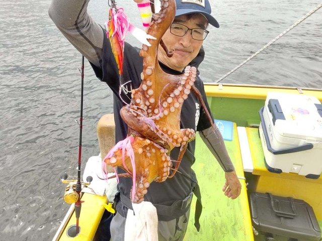 マダコ