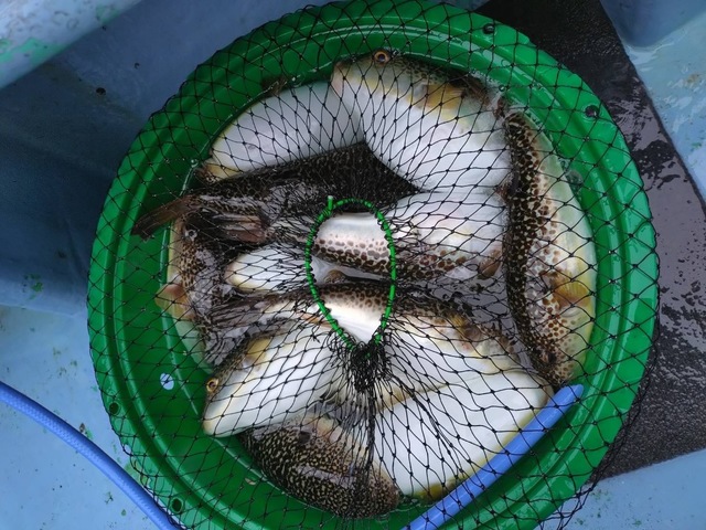 ショウサイフグ