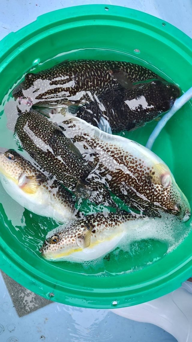 ショウサイフグ