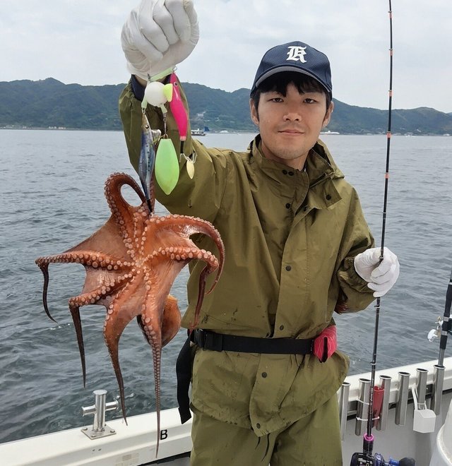 マダコ
