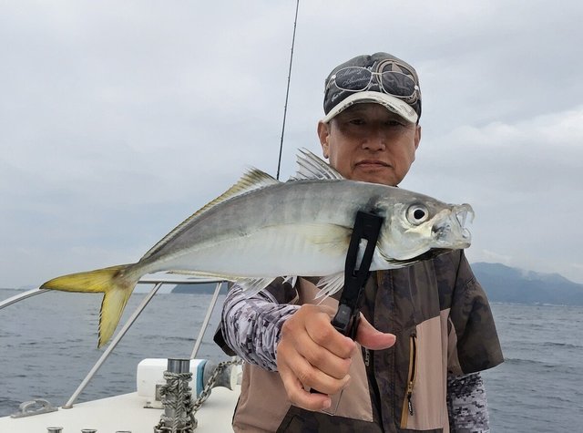 マアジ