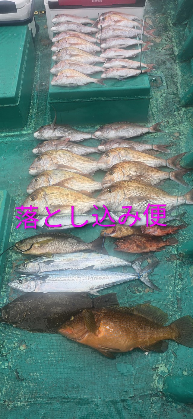 マダイ・アコウ(キジハタ)・サゴシ(サワラ)・ヒラメ