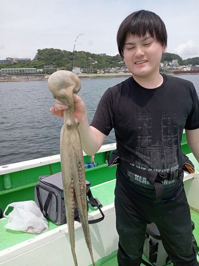 マダコ