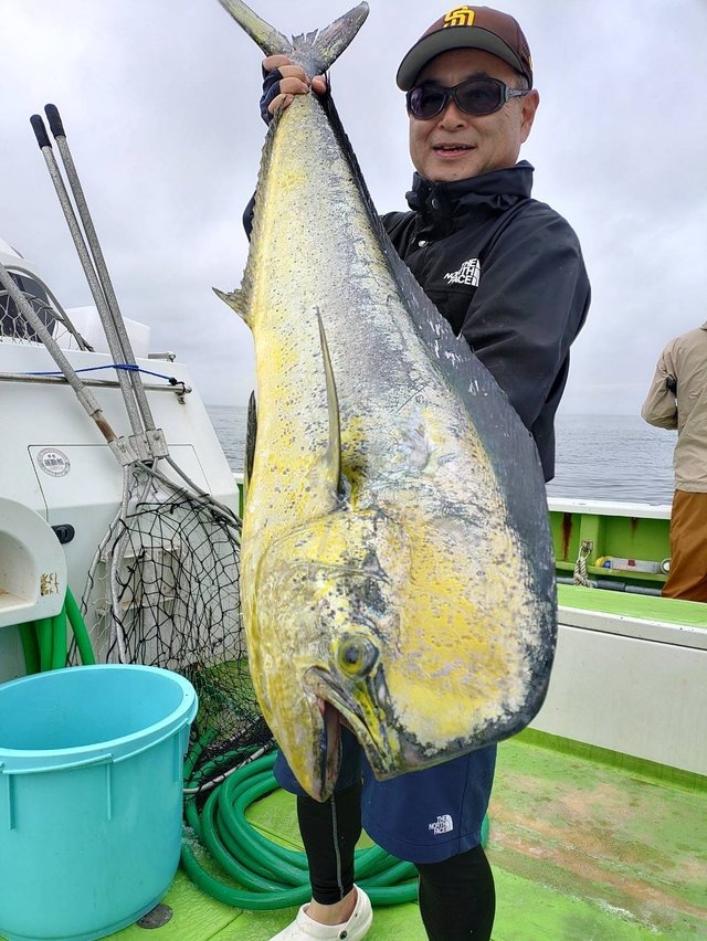 シイラ