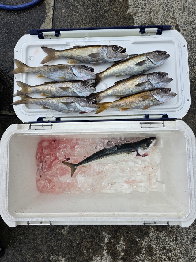 クロムツ