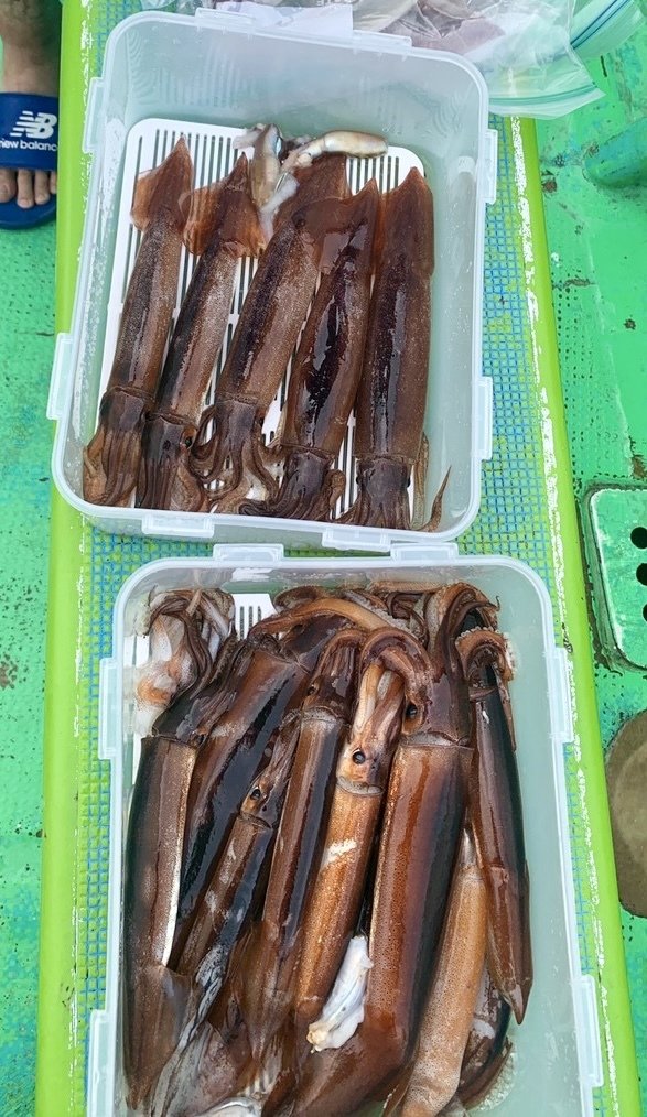 スルメイカ