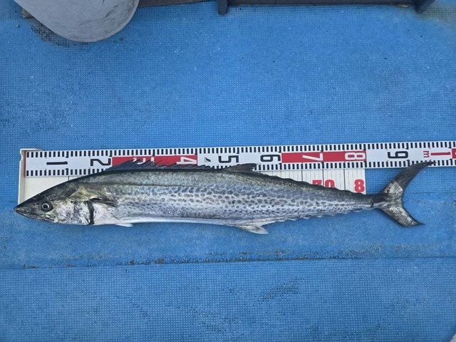 海釣り・釣り船予約サイト「釣割」