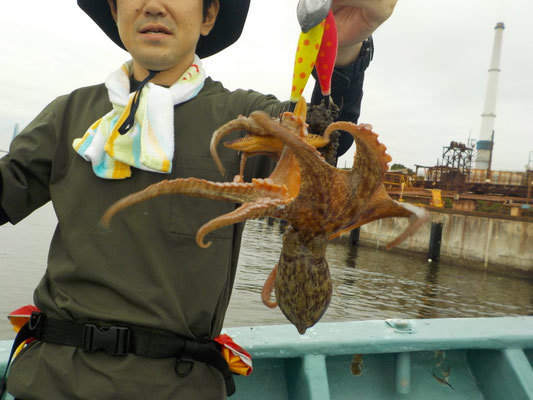 マダコ