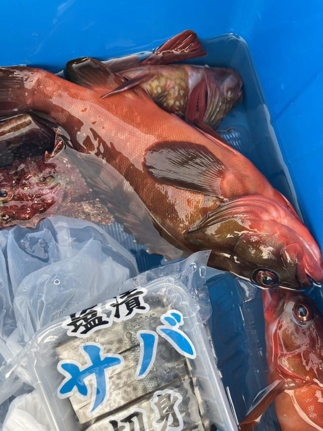 アカハタ・カサゴ