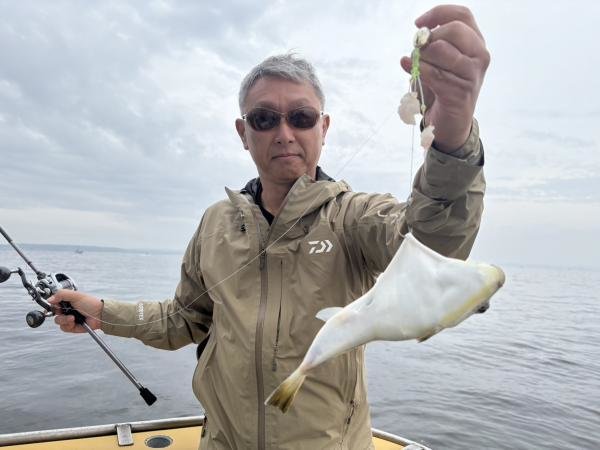 ショウサイフグ