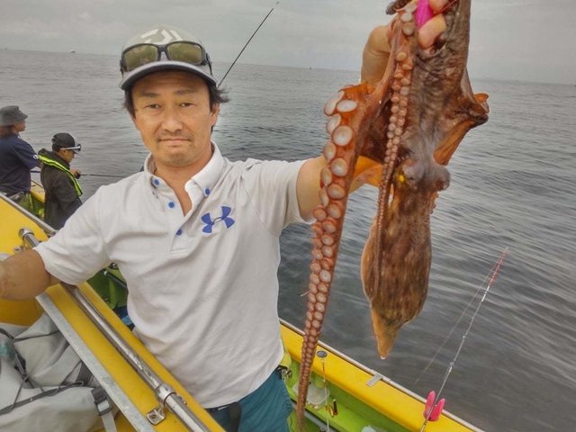 マダコ