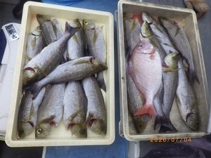 チダイ・イサキ