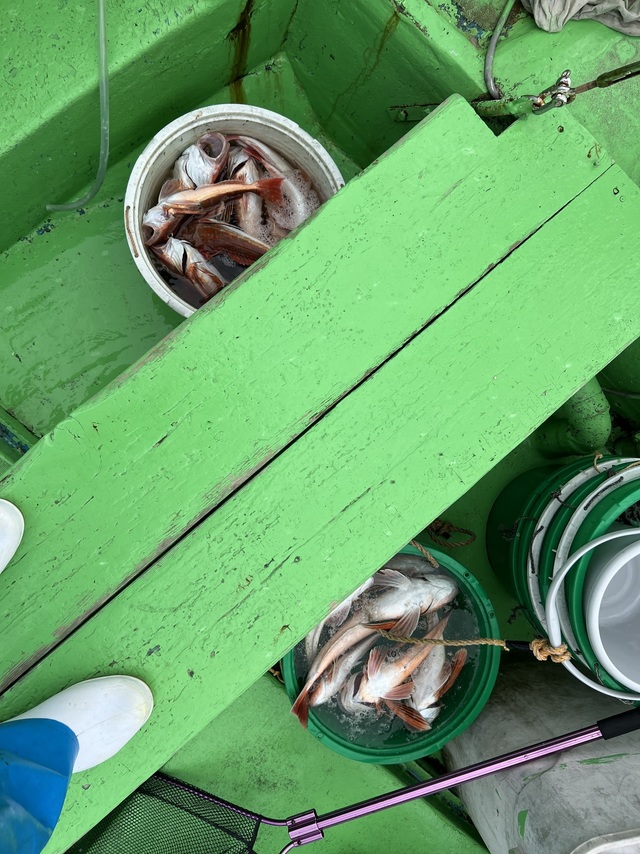 ホウボウ