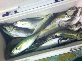 アジ(マアジ)