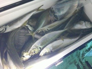 アジ(マアジ)