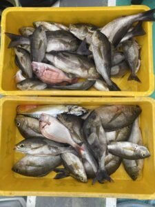 キダイ・イサキ