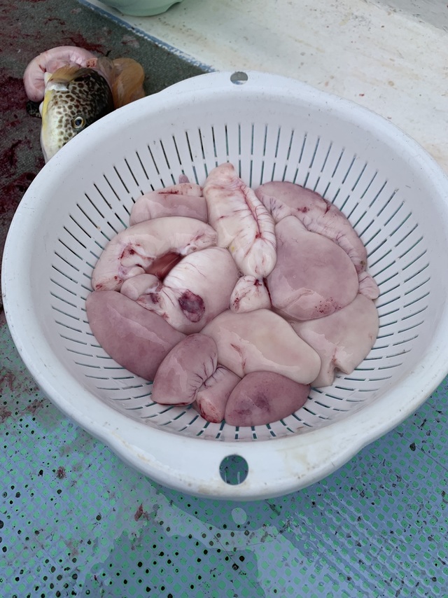 ショウサイフグ