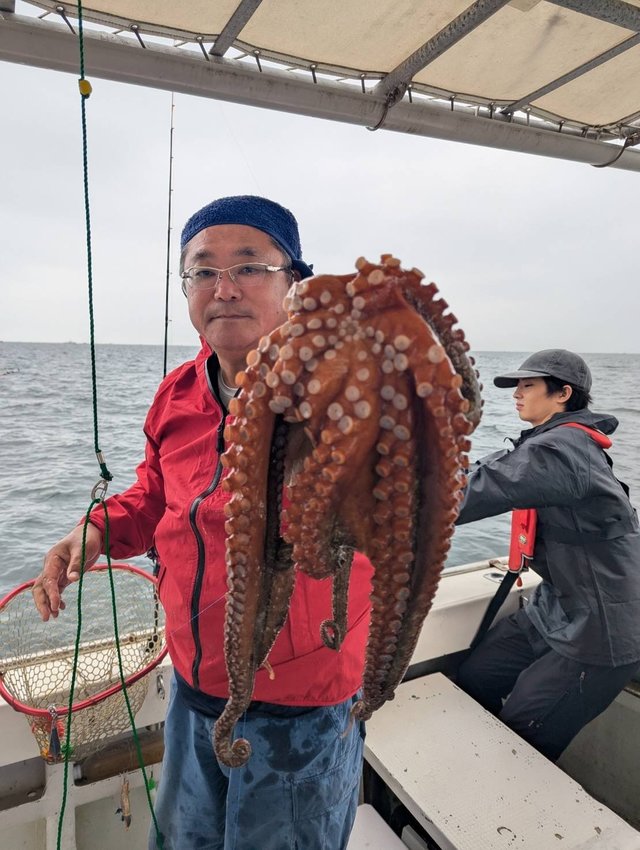 マダコ