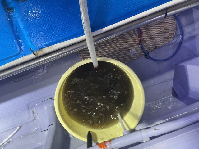 スルメイカ