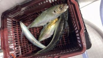アジ(マアジ)