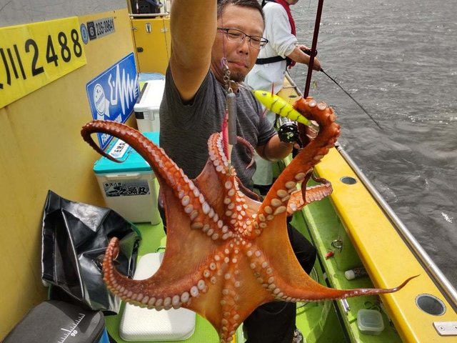マダコ