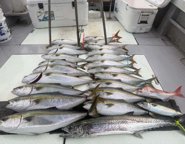 兵庫県で釣れたサワラの最新釣果、釣り情報【2026年7月】