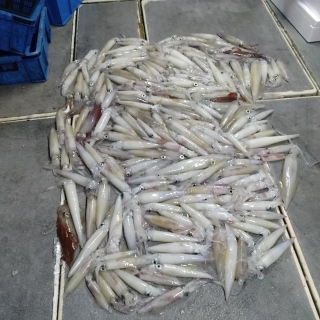 ヤリイカ