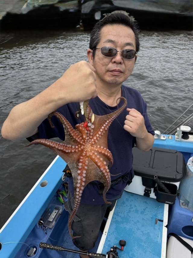 マダコ