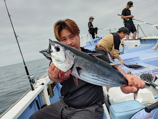 カツオ