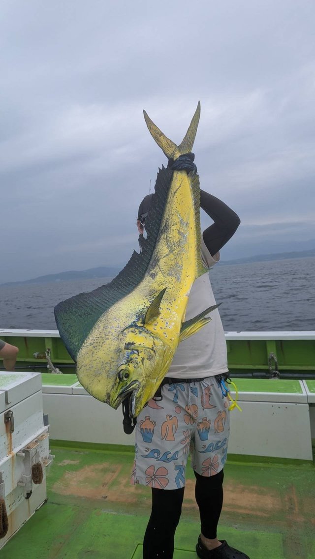 シイラ