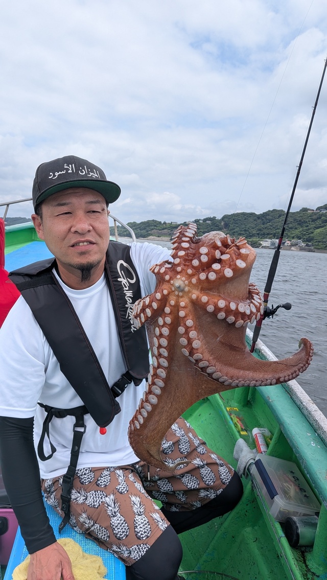 マダコ