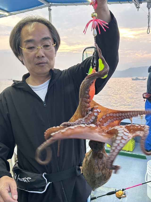 マダコ