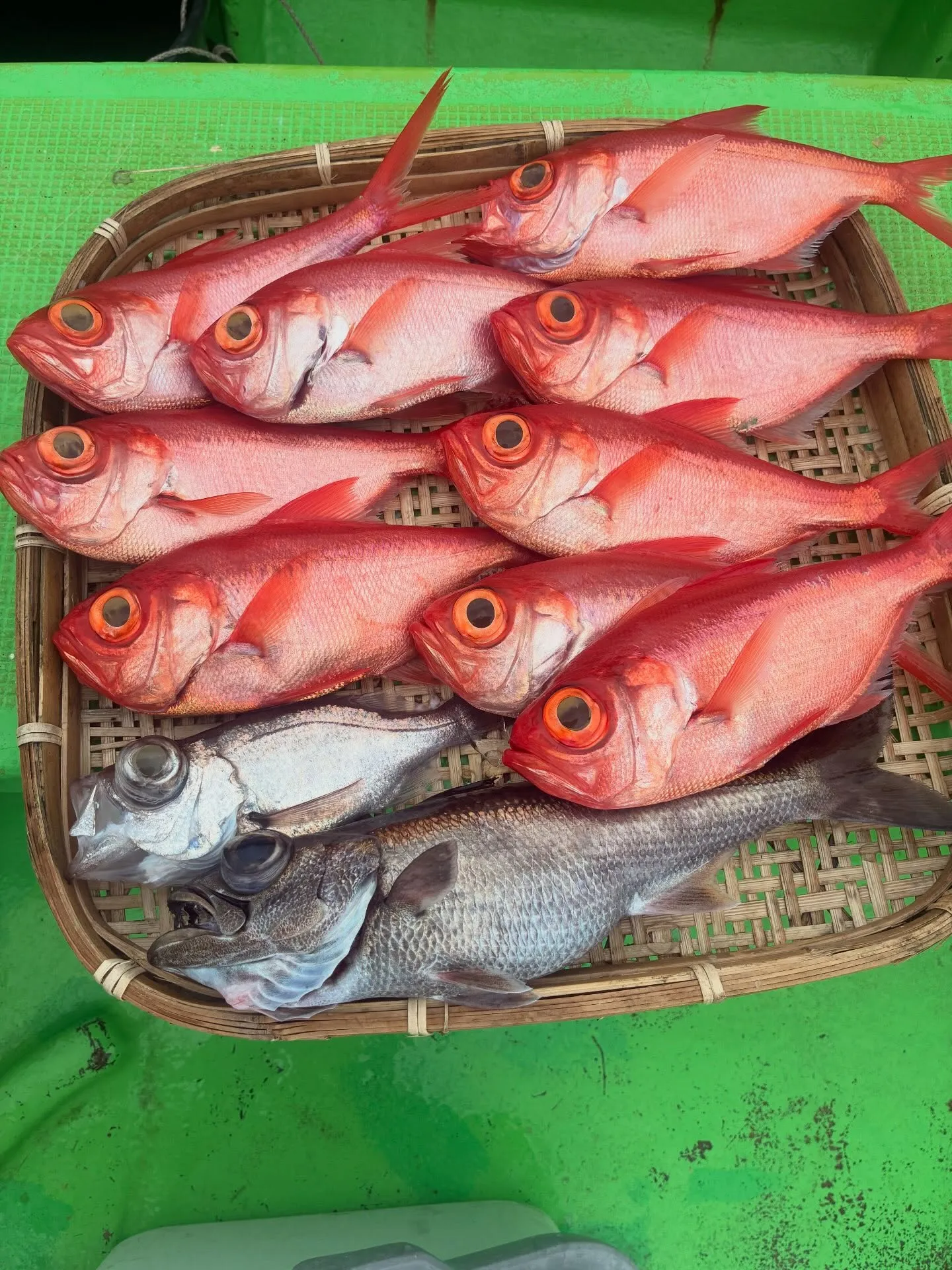 クロムツ・キンメ(キンメダイ)・シロムツ(オオメハタ)