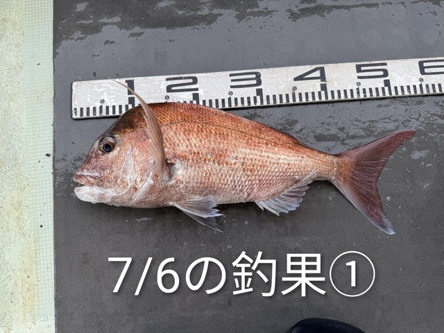 マダイ
