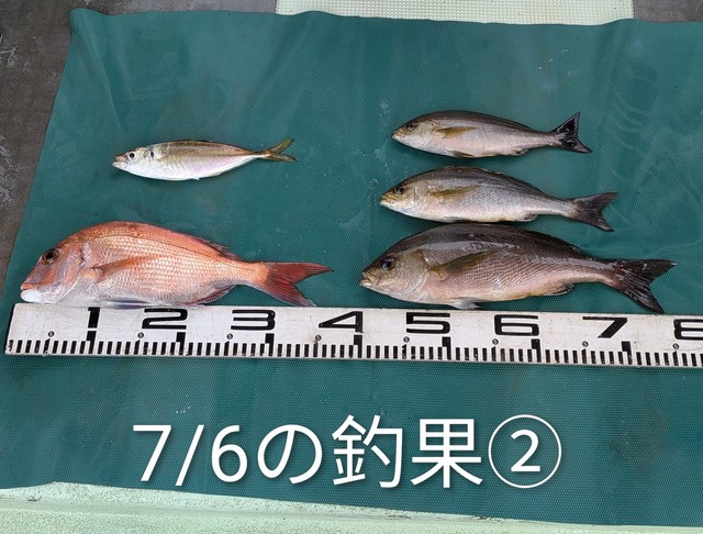 マダイ・マアジ・イサギ(イサキ)