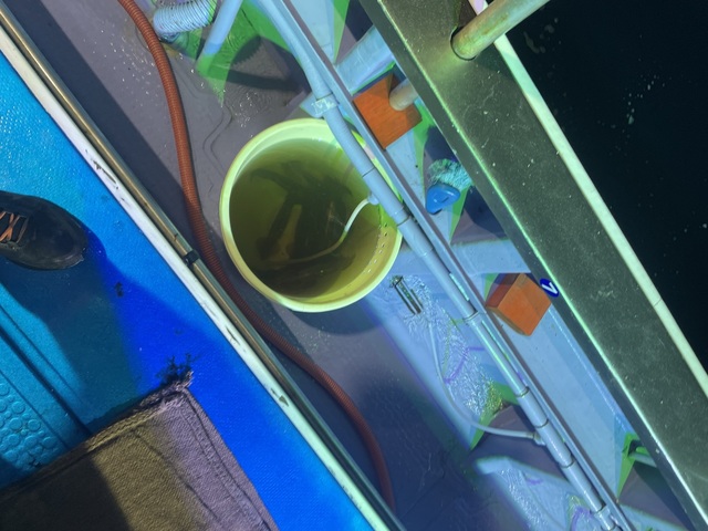 スルメイカ