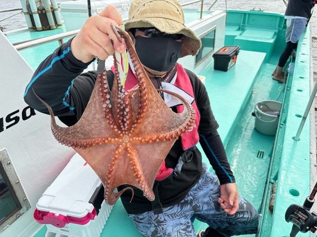 タコ(マダコ)