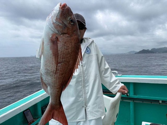 マダイ