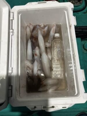 アカイカ(ケンサキイカ)・スルメ(スルメイカ)