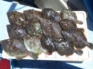 カワハギ