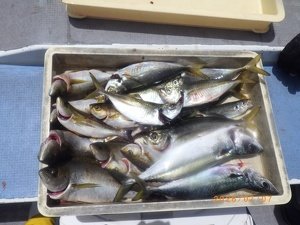 アジ(マアジ)・イサキ