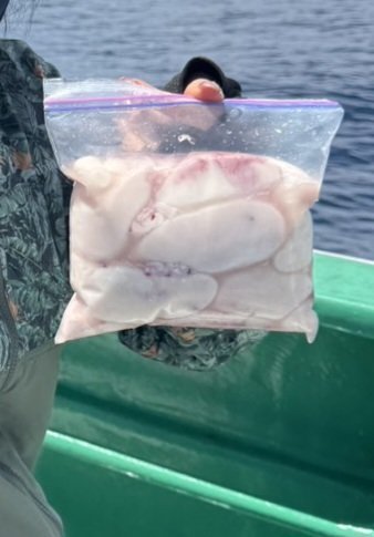 ショウサイフグ