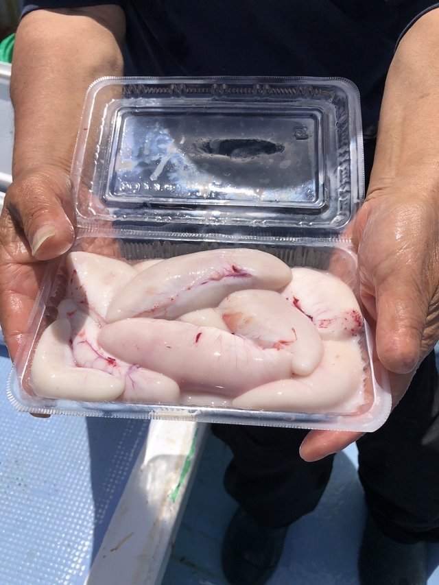 ショウサイフグ