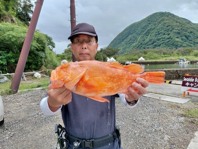 アヤメカサゴ