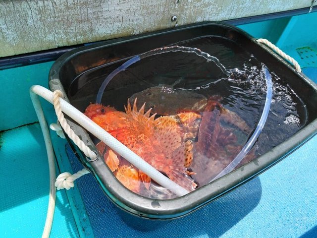 オニカサゴ・スルメイカ