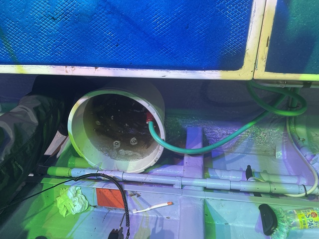 スルメイカ